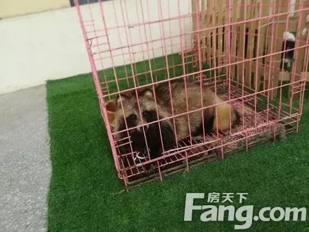 嗨翻全场 龙源东郡萌宠嘉年华欢乐来袭