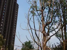 回兴 万科金域蓝湾一二期四房197万