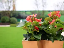 象湖滨江一附院旁 次新小区人车分流 3房2卫通透端户