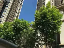 佳兆业御龙山178m2精装,近园揽景享静谧,便捷出行。