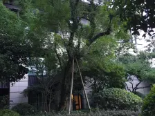 金地天字楼盘+平墅+精装+带双车位!