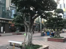 金鹏北城旺角 1室1厅 西 东