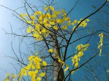 中海阳光玫瑰园 南北通透,采光好 中间楼层