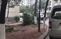 车苑小区实景图
