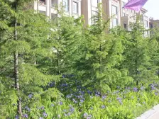 中建洋房壹号 4室2厅 南 北