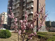 西海岸 2室1厅 南 北