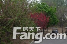 马坡·鲁能7号别墅·7室·4厅