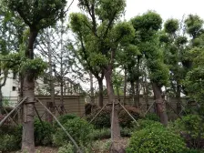 独墅湖一线无遮挡全湖景独栋别墅3面大花园