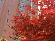 白鹭源春晓小两房 出门地铁口 精装 拎包入住