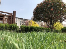 山语世家 南相 价格可谈 证件齐全