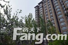 鲁能7号别墅 法式联排 室内预留电梯井 户型好