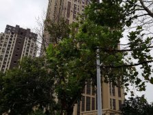 金地澜悦 复式结构 一楼带院带负一 采光不错