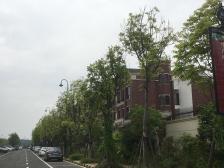 金地城南艺境 精装3房 南北对流 看房方便