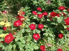 视野宽阔,采光充足,南北通透,配套齐全