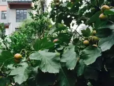 山水小镇如诗如画采光好可以看到五云山