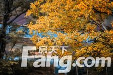 顾村·央玺·3室·2厅