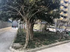 复旦书包未用,杨镇朝南两房,双花园,宽栋距,诚意售,方便看