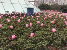 石桥铺商圈精装一房,可办公,价格美丽