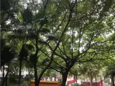 凤天路 芳草地城市先锋四房