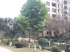 金科廊桥水乡D区 5室2厅 南