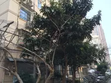 广裕小区 2室1厅 南 北